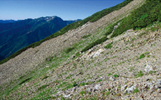 シカによる高山植物への影響